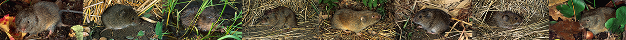 Arvicolinae